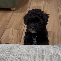 Lumi - Black female Poodle puppy in Pasorobles, California from MASION D'AVC
