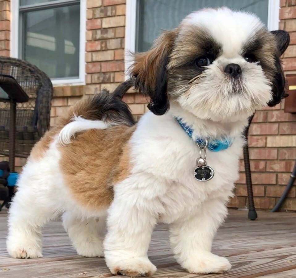 Dan Su Shih Tzu in Louisiana | Shih Tzu puppies | Good Dog