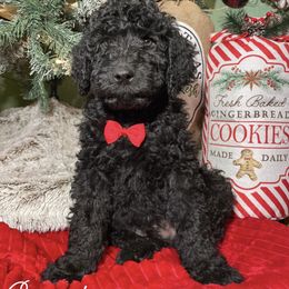 Labradoodle Puppies from Willow Springs Doodles