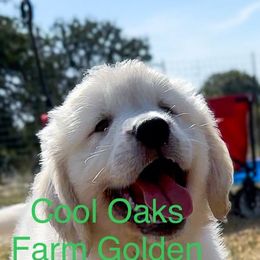 Boy 1 - George Washington - Light golden Golden Retriever puppy in Millsap, Texas from Cool Oaks Farm
