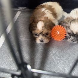 Shih Tzu Puppies from Little Healthy Purebred Pups