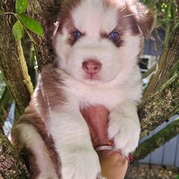 Rusty - Red and white male Siberian Husky puppy in Springfield, Massachusetts from 16acreshuskies