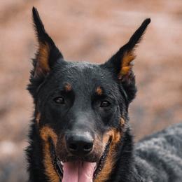 Beaucerons from RiverStyx Beaucerons