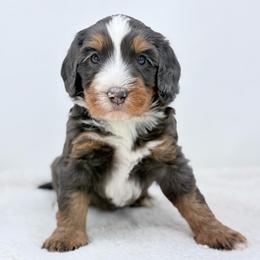 Ash - Blue merle male Bernedoodle puppy in Fleming, Colorado from Vandenbark Doodles