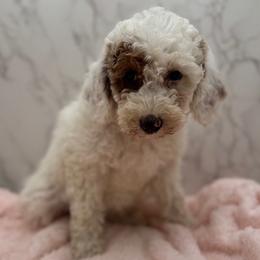 Patches - Parti female Goldendoodle puppy in Kansas City, Kansas from Bella & Ivy’s Mini Goldendoodles of KC