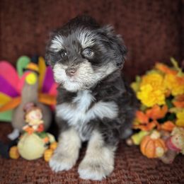 Charlie - Liver male Miniature Schnauzer puppy in Placerville, California from Rpuppies