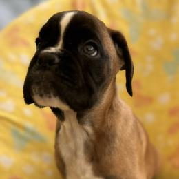 Boxer Puppies from Von Royal Dell’Infinite