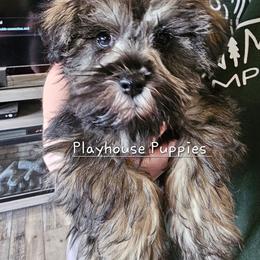 Missile - Salt and pepper male Miniature Schnauzer puppy in Lebanon, Missouri from Playhouse Puppies