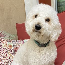 Brie - Australian Labradoodle