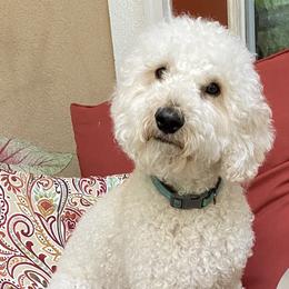 Brie - Australian Labradoodle