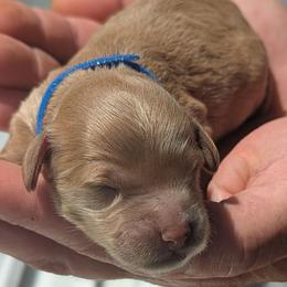 Blue collar - Cream male Goldendoodle puppy in Connecticut from Valley View Doodles