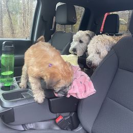 Soft Coated Wheaten Terrier Puppies from Waterviewwheaties.com