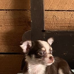 Chihuahua and Yorkshire Terrier All Grown Up from CoolMissLLC