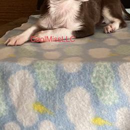Chihuahua and Yorkshire Terrier All Grown Up from CoolMissLLC