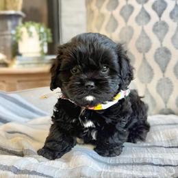 Roman - Black and white male Cavachon puppy in Draper, Utah from Peaks Pups — Exceptional by Nature. Raised with Purpose.