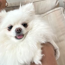 Chanel - Pomeranian