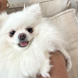 Chanel - Pomeranian