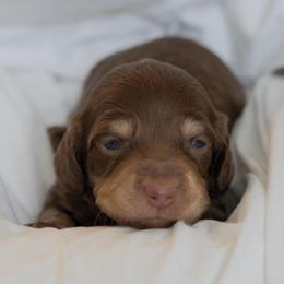 Lumpy - Chocolate and cream male Dachshund puppy in Memphis, Tennessee from Lone River Dachshunds