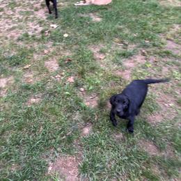 Blackjack - Black male Labrador Retriever puppy in Chichester, New Hampshire from Dawn's Labrador Retrievers
