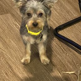 Dior - Yorkshire Terrier