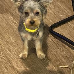 Dior - Yorkshire Terrier