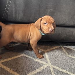 Girl 2 - Golden rust female Vizsla puppy in Windsor, Maine from Pleasant Ridge