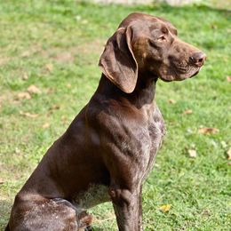 Chewy - German Shorthaired Pointer