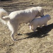 Angie - Maremma Sheepdog