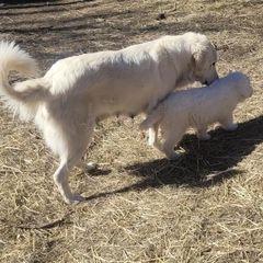 Angie - Maremma Sheepdog