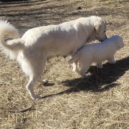 Angie - Maremma Sheepdog
