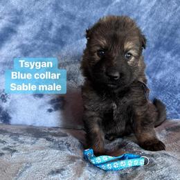 Tsygan - Sable male German Shepherd puppy in New Cambria, Missouri from Des Hausraben Shepherds