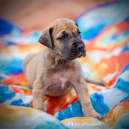 Great Dane Puppies from Genai Great Danes