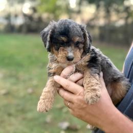 Harper - Blue merle female Bernedoodle puppy in Warrensburg, Missouri from Dreamer Ridge Puppies