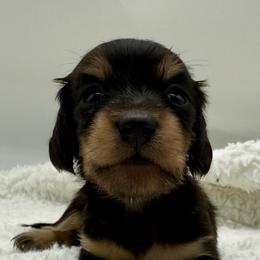 Puppy 2 - Black and tan female Dachshund puppy in Maurice, Louisiana from Hart Dachshunds