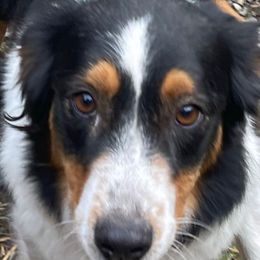 RJ - Australian Shepherd