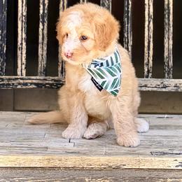 Luigi- green collar male - Yellow and white male Bernedoodle puppy in Salt Lake County, Utah from Coco Avenue Pups
