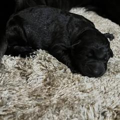 Boy 3 - German Shepherd puppy in Dresden, Ohio from Kraften K9