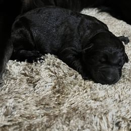 Boy 3 - German Shepherd puppy in Dresden, Ohio from Kraften K9