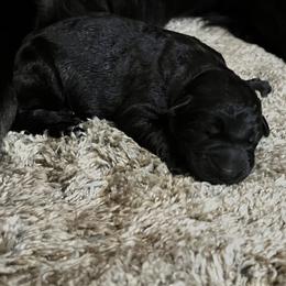 Boy 3 - German Shepherd puppy in Dresden, Ohio from Kraften K9