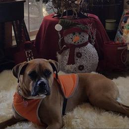 Boerboels from BigBore Bowrboels