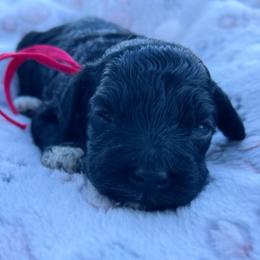 Knox - Black and white male Cockapoo puppy in Bedford, Iowa from Our Father’s Doodles