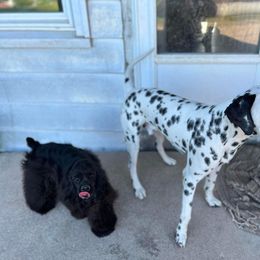 Cocker Spaniel Puppies from SuperNova’s American Cocker Spaniels