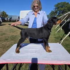 Orange - Black and tan male Gordon Setter puppy in Levittown, New York from Noah's Ark Gordon Setters