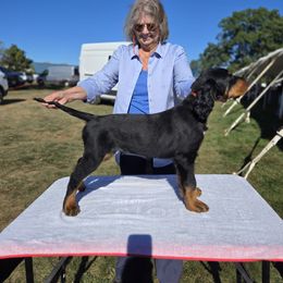 Orange - Black and tan male Gordon Setter puppy in Levittown, New York from Noah's Ark Gordon Setters