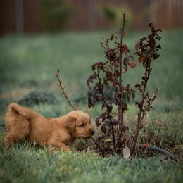 Cavalier King Charles Spaniel and Golden Retriever Puppies from Tsarevich Goldens and Cavaliers