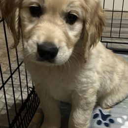 Golden Retriever Puppies from Rangel Family Goldens