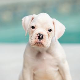 Sugar - White female Boxer puppy in Georgia from Stephanie’s Boxers