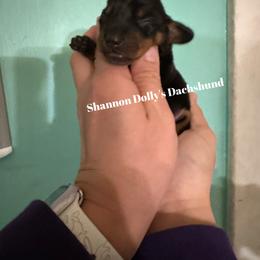 Dachshund Puppies from Shannon Dolly’s Dachshunds