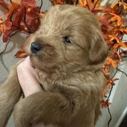 Redboy 1 - Wheaten male Miniature Schnauzer puppy in Pflugerville, Texas from K&K Precious Tx schnauzers