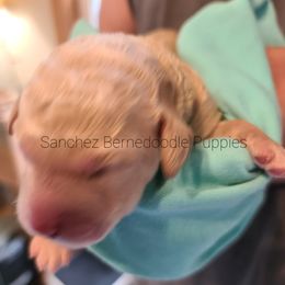 "blonde boy" Bernedoodle Puppies from Sanchez Bernedoodle Puppies